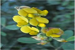 Crotalaria retusa